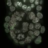 Thumbnail for dataset Fig1a-g_E5.50_2