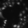 Thumbnail for dataset FigureS3_20210809_DRs_heterodimers_D1andD2_D1andD3