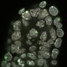 Thumbnail for dataset Fig1a-g_E5.50_3