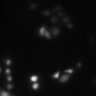Thumbnail for dataset FigureS3_20210809_DRs_heterodimers_D1andD4_D1andD5