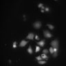 Thumbnail for dataset FigureS3_20210809_DRs_heterodimers_D2andD3_D2andD4