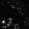 Thumbnail for dataset FigureS3_20210809_DRs_heterodimers_D3andD4_D3andD5