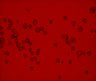 Thumbnail for dataset Fig2_MDS_DAC0.25_1