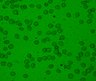 Thumbnail for dataset Fig6_HL-60_DMSO_3