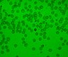 Thumbnail for dataset Fig6_HL-60_DAC0.5_Cera_1