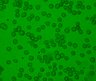 Thumbnail for dataset Fig6_HL-60_DAC0.5_Cera_4