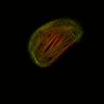 Thumbnail for dataset Fig1E_Video2_ctrl_1