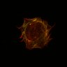 Thumbnail for dataset Fig1E_Video4_actKO_2