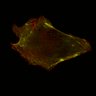 Thumbnail for dataset Fig1E_Video4_actKO_5