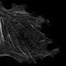 Thumbnail for dataset Fig5D_Video5_ctrl