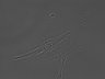 Thumbnail for dataset Fig7E_NTonGlass_0203_8