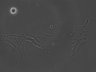 Thumbnail for dataset Fig7E_NTonGlass_0203_11