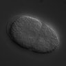 Thumbnail for dataset wt_N2_030206_01