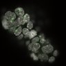 Thumbnail for dataset Fig2a_E3.75_4