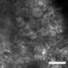 Thumbnail for dataset Fig4_dMet_process