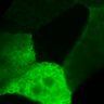 Thumbnail for dataset Fig5BC_process