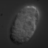 Thumbnail for dataset wt_N2_030207_01