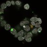 Thumbnail for dataset Fig2a_E4.0_3