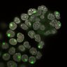 Thumbnail for dataset Fig2a_E4.0_5
