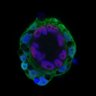Thumbnail for dataset ExtFig6c_bilaminoid