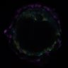 Thumbnail for dataset ExtFig10a_bilaminoid