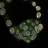Thumbnail for dataset Fig2a_E4.25_1