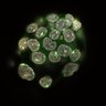 Thumbnail for dataset Fig2a_E4.25_3