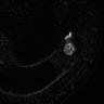 Thumbnail for dataset Fig1b_Act_3