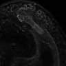 Thumbnail for dataset Fig1b_Act_Norm1