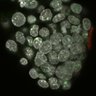 Thumbnail for dataset Fig2a_E4.50_3