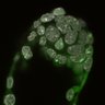 Thumbnail for dataset Fig2a_E4.50_4