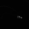 Thumbnail for dataset Fig1b_Vac_3