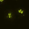 Thumbnail for dataset Video5_GianCreg_1