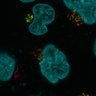 Thumbnail for dataset ExtFig7b_Giantin_3