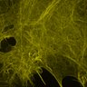 Thumbnail for dataset ExtFig8_UtrCH_LatA