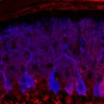 Thumbnail for dataset Fig1M_WT1_Lobule1_1