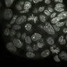 Thumbnail for dataset Fig2a_E5.0_1