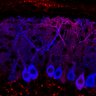 Thumbnail for dataset Fig1M_WT2_Lobule1_1