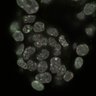 Thumbnail for dataset Fig2a_E5.0_2