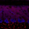 Thumbnail for dataset Fig1M_WT2_Lobule3_2
