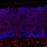 Thumbnail for dataset Fig1M_WT3_Lobule3_1