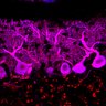 Thumbnail for dataset Fig1M_WT3_Lobule9_2