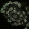Thumbnail for dataset Fig2a_E5.0_4