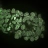 Thumbnail for dataset Fig2a_E5.25_1