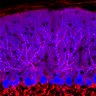 Thumbnail for dataset Fig1O_WT2_Lobule1_1