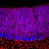 Thumbnail for dataset Fig1O_WT2_Lobule1_2