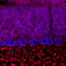 Thumbnail for dataset Fig1O_WT2_Lobule3_2