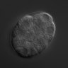 Thumbnail for dataset wt_N2_030210_01