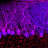 Thumbnail for dataset Fig1O_WT2_Lobule9_3