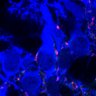 Thumbnail for dataset Fig2A_P0_Aldoc-Nega